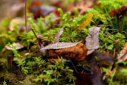 Sibeliuksen Metsässä voi tutustua luonnontilaiseen eteläsuomalaiseen metsään.