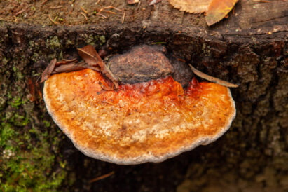 Sibeliuksen Metsässä voi tutustua erilaisiin kääpälajeihin, jotka ovat pesiytyneet lahoaviin kantoihin ja puunrunkoihin.