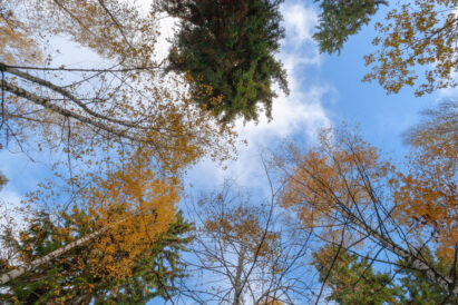 Sibeliuksen Metsän Metsäkirkko.
