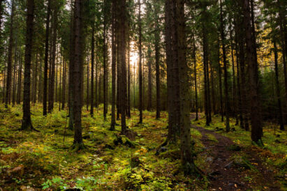 Sibeliuksen Metsän luonnontilainen ympäristö tarjoaa rauhoittavan ulkoilukokemuksen.
