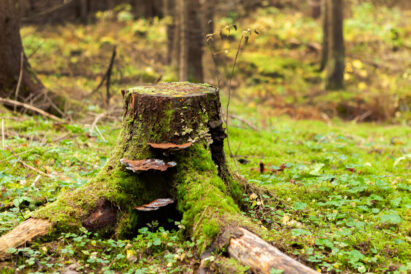 Sibeliuksen Metsässä voi tutustua erilaisiin kääpälajeihin, jotka ovat pesiytyneet lahoaviin kantoihin ja puunrunkoihin.